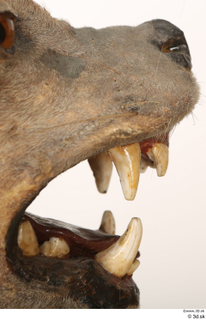 Striped Hyena Hyaena hyaena mouth teeth 0014.jpg